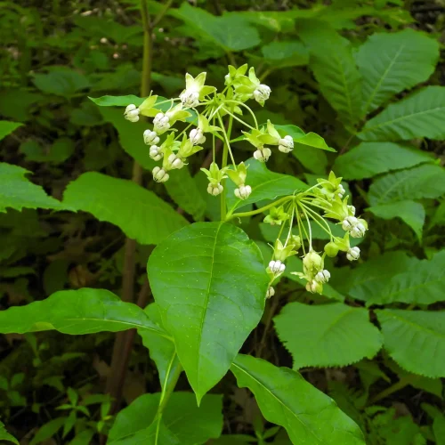 Cluster of small white flowers on a green stem among broad green leaves in a shaded area.