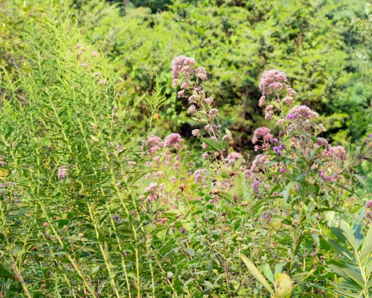 Have space? Joe Pye weed + goldenrod + ironweed + milkweed = birds, pollinators, beauty
