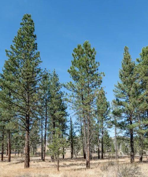 ponderosa-pine-native-tree-Pinus-ponderosa