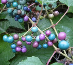porcelain-berry-vine-invasive-plant
