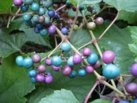 porcelain-berry-vine-invasive-plant