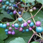 porcelain-berry-vine-invasive-plant