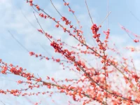 Red berries clustered along thin tree branches against a pale blue sky.
