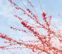 possumhaw-native-ilex-winterberry