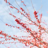 Red berries clustered along thin tree branches against a pale blue sky.