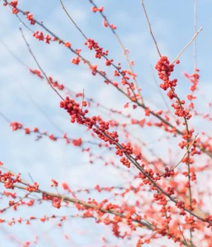 possumhaw-native-ilex-winterberry possumhaw-native-ilex-winterberry