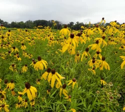 prairie-coneflower-garden-grouping-full-sun-native-garden