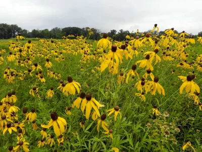 prairie-coneflower-garden-grouping-full-sun-native-garden