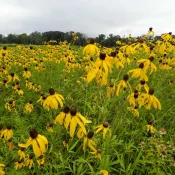 prairie-coneflower-garden-grouping-full-sun-native-garden