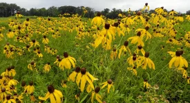 prairie-coneflower-garden-grouping-full-sun-native-garden