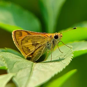 prairie-dropseed-host-plant-dakota-skipper