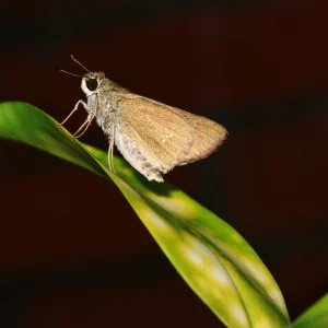 prairie-dropseed-host-plant-for-poweshiek-skipperling