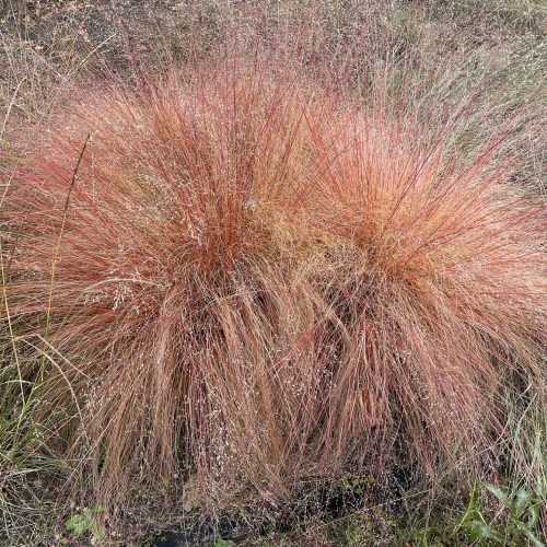 prairie-dropseed-native-grass-Sporobolus-heterolepis