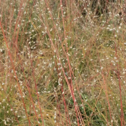 prairie-dropseed-native-grass-Sporobolus-heterolepis-summerjpg