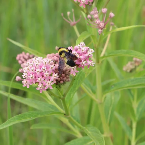 Bumblebee collecting nectar from pink flower clusters in a green meadow setting
