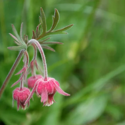 prairie-smoke-flowers-hanging-down-in-spring #image_title