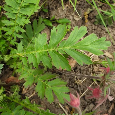 prairie-smoke-greenery-leaves-in-the-spring #image_title