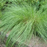 prarie-dropseed-native-grass-in-spring