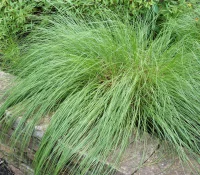 prarie-dropseed-native-grass-in-spring