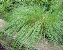 prarie-dropseed-native-grass-in-spring prarie-dropseed-native-grass-in-spring