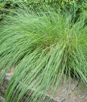 prarie-dropseed-native-grass-in-spring prarie-dropseed-native-grass-in-spring