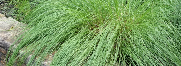 prarie-dropseed-native-grass-in-spring