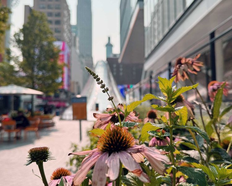 Purple coneflowers thriving in a container garden in NYC