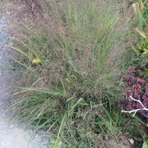 purple-lovegrass-border-native-gardening