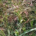 purple-lovegrass-native-grass