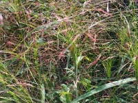 purple-lovegrass-native-grass