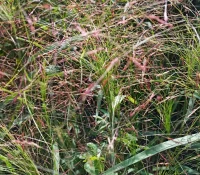 purple-lovegrass-native-grass