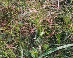 purple-lovegrass-native-grass