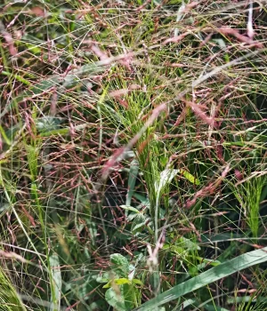 purple-lovegrass-native-grass purple-lovegrass-native-grass