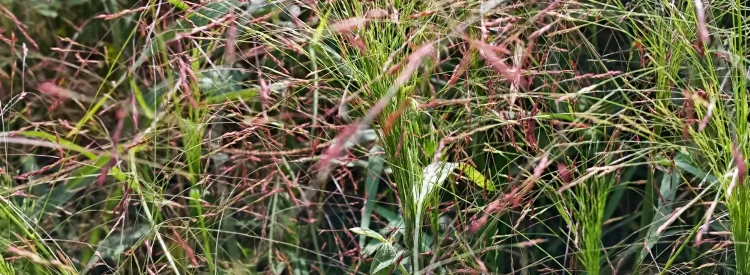purple-lovegrass-native-grass