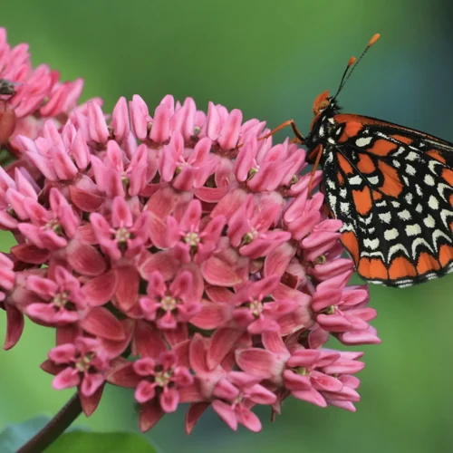 Butterfly with orange, black, and white wings perched on a cluster of pink flowers