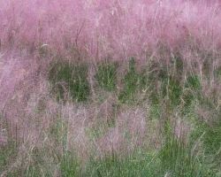purple-muhly-grass-in-bloom-native-grass #image_title