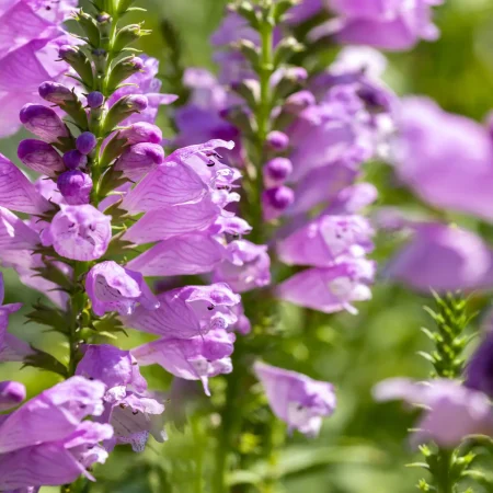 purple-obedient-plant-vivid-cultivar-native-plant