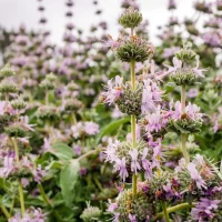 purple-sage-Salvia-leucophylla-native-plant-in-bloom
