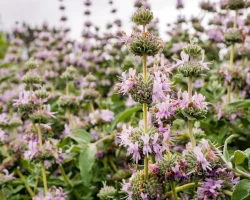 purple-sage-Salvia-leucophylla-native-plant-in-bloom