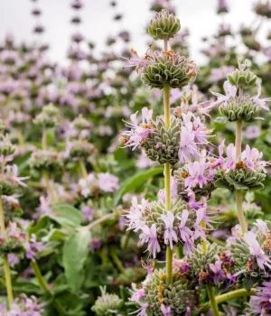 purple-sage-Salvia-leucophylla-native-plant-in-bloom purple-sage-Salvia-leucophylla-native-plant-in-bloom