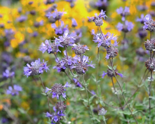 purple-sage-salvia-leucophylla-native-plant