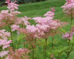 queen-of-the-prairie-native-flower-in-bloom #image_title