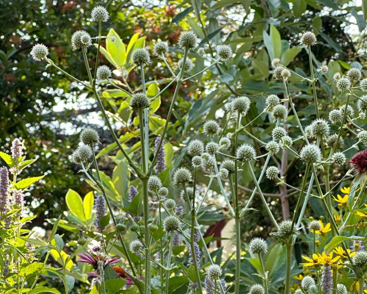 Pollinator buffet + living sculpture garden = Rattlesnake master (foreground), bee balm, and a sweetbay magnolia (background)