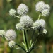 rattlesnake-master-flowers