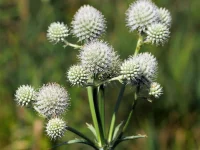 rattlesnake-master-flowers