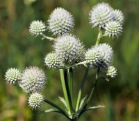 rattlesnake-master-flowers