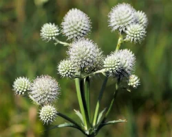 rattlesnake-master-flowers rattlesnake-master-flowers