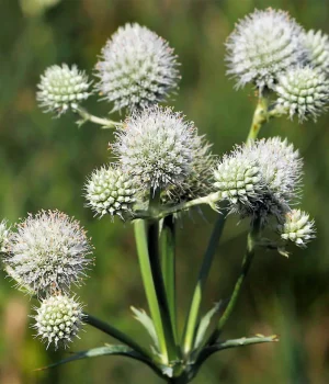 rattlesnake-master-flowers rattlesnake-master-flowers