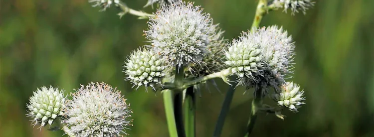 rattlesnake-master-flowers