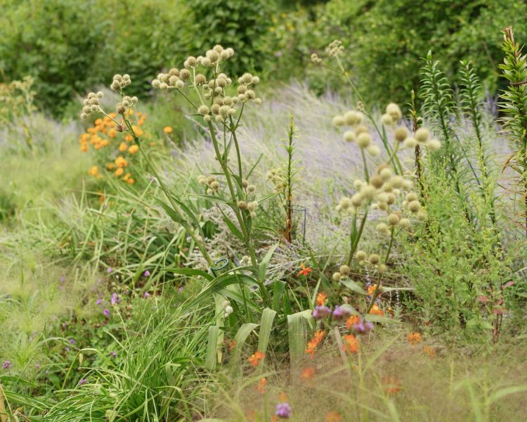 Rattlesnake master + native grasses = garden drama